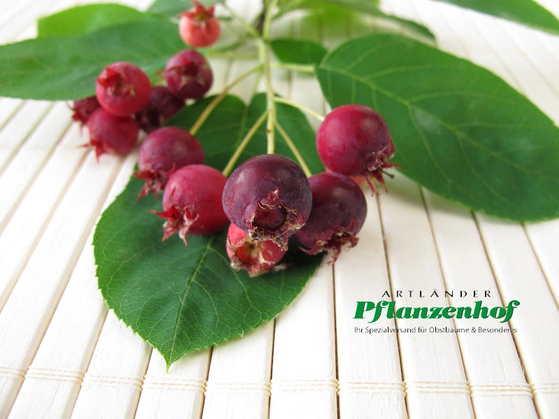 Felsenbirne Ballerina- Aufrecht Wachsend Amelanchier Laevis `Ballerina´