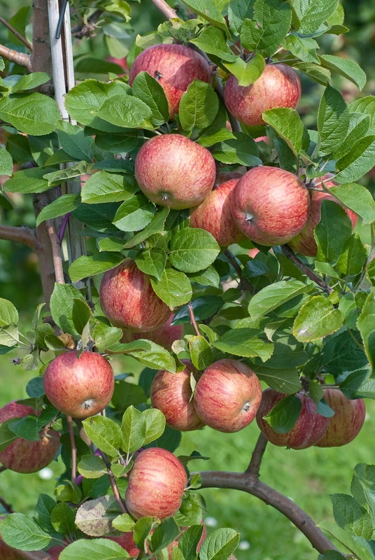 Altländer Pfannkuchenapfel Malus Domestica `Altländer Pfannkuchenapfel´ – Bild 2