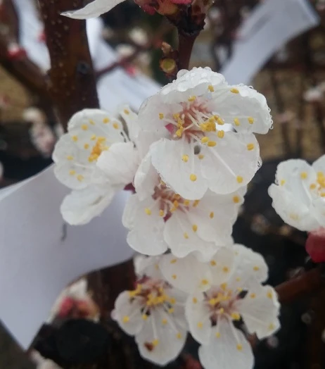 Aprikose Kioto ® Prunus Armeniaca `Kioto´ – Bild 4