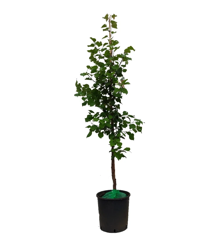 Säulen-Aprikose `Armi-Col´ 150-175cm Prunus Armeniaca `Armi-Col´ – Bild 2