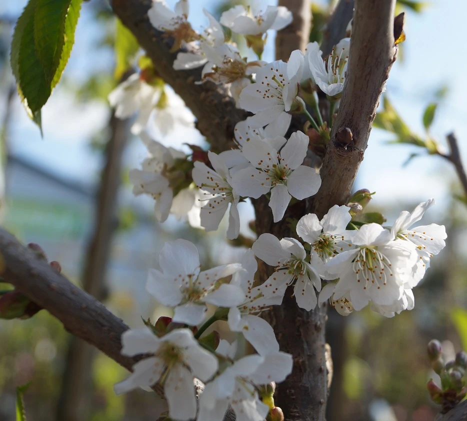 Sunburst-selbstfruchtbar Prunus Avium `Sunburst´ – Bild 2