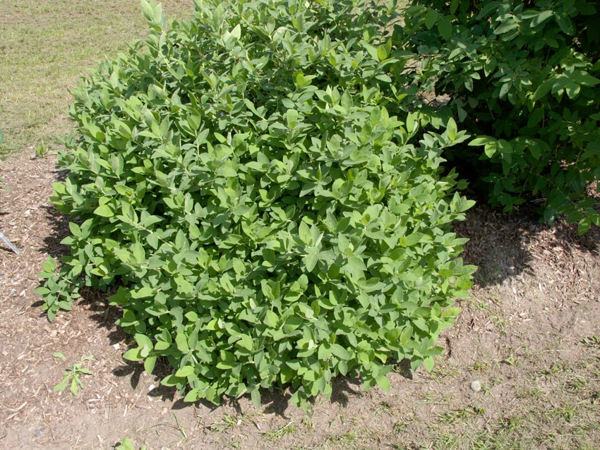 Sibirische Blaubeere "Blue Velvet" Lonicera Kamtschatica `Blue Velvet´ – Bild 3