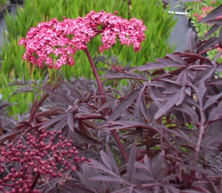 Holunder `Cherry Lace´ Sambucus Nigra `Cherry Lace´ – Bild 2