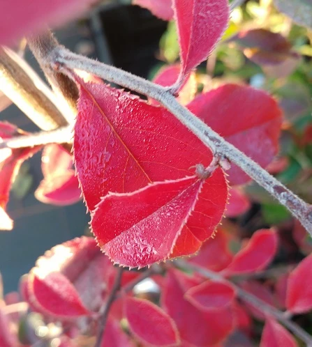 Chinesische Quitte / Holzquitte Pseudocydonia Sinensis â Bild 5