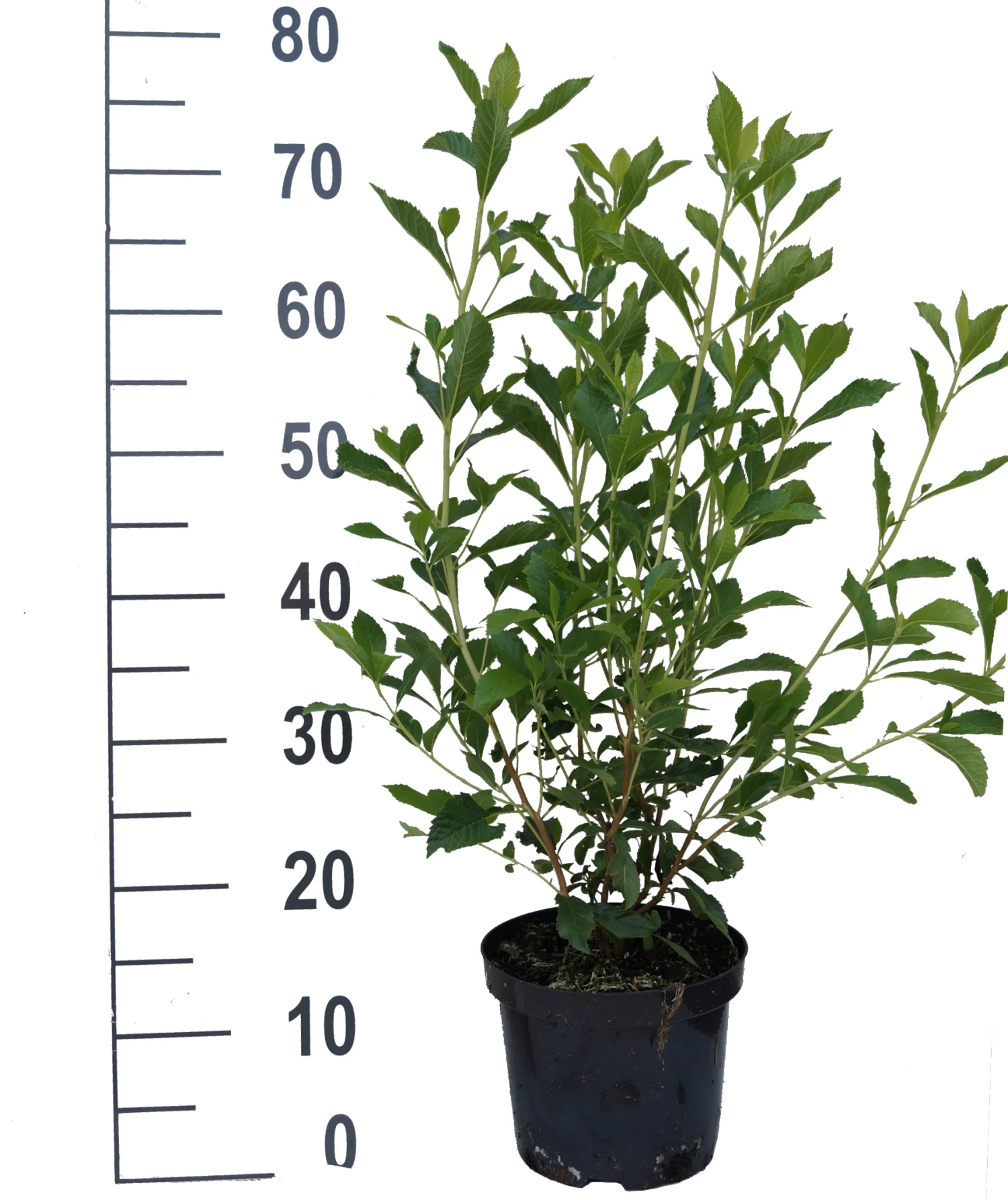 Zimterle - Clethra Clethra Alnifolia – Bild 4