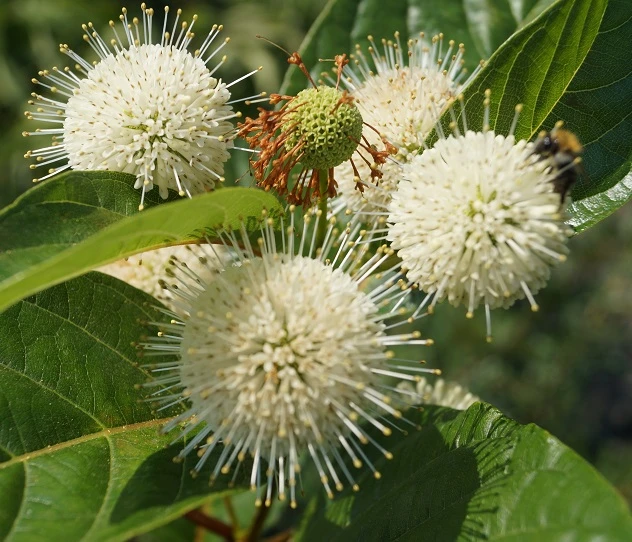 Knopfbusch Cephalanthus Occidentalis – Bild 4