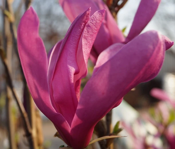 Purpur-Magnolie `Susan´ Magnolia Liliiflora `Susan´ – Bild 2