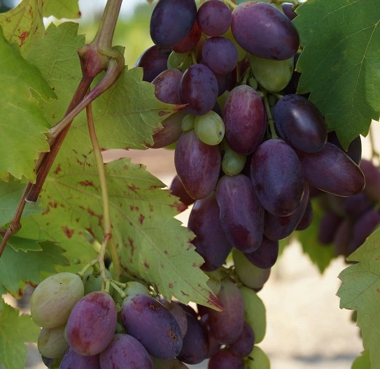 Weinrebe `Souvenir´ Vitis `Souvenir – Bild 2