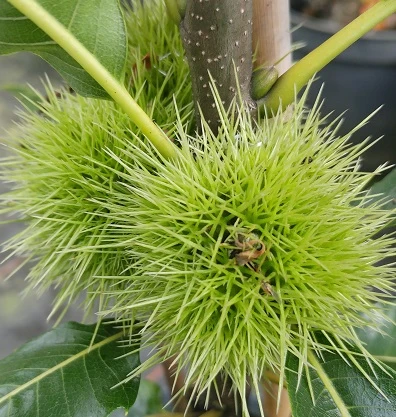 Esskastanie / Marone / Edelkastanie Castanea Sativa – Bild 2