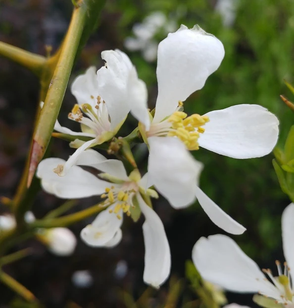 Dreiblättrige Orange Poncirus Trifoliata – Bild 3
