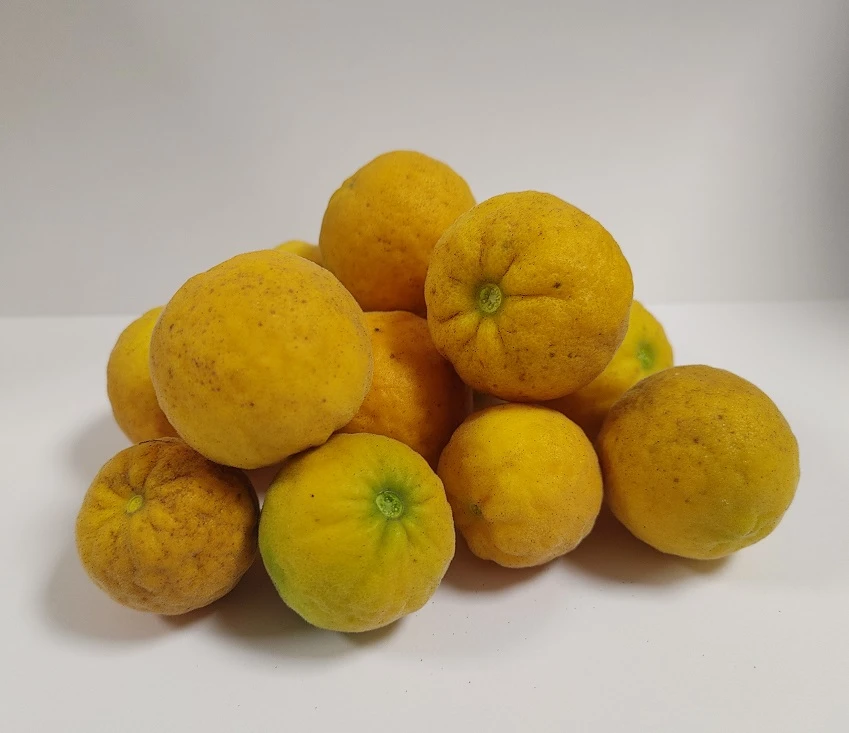 Dreiblättrige Orange Poncirus Trifoliata – Bild 2