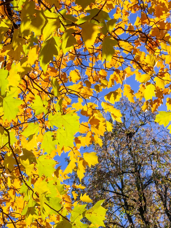 Elsbeere Sorbus Torminalis – Bild 2