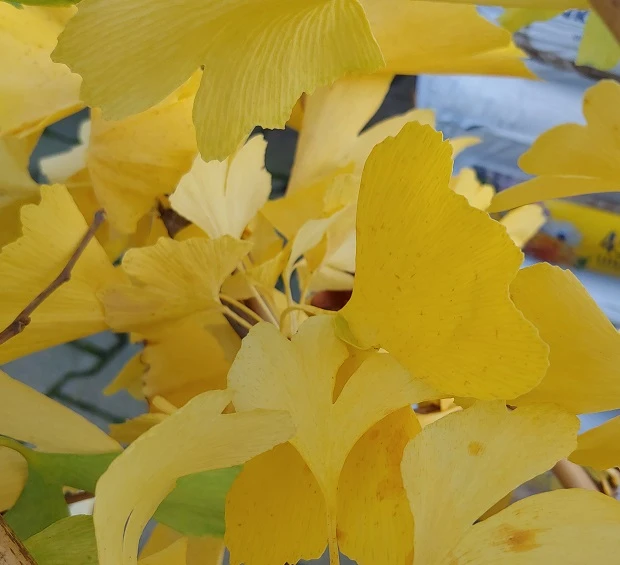 Ginkgo / Fächerblattbaum Ginkgo Biloba – Bild 3