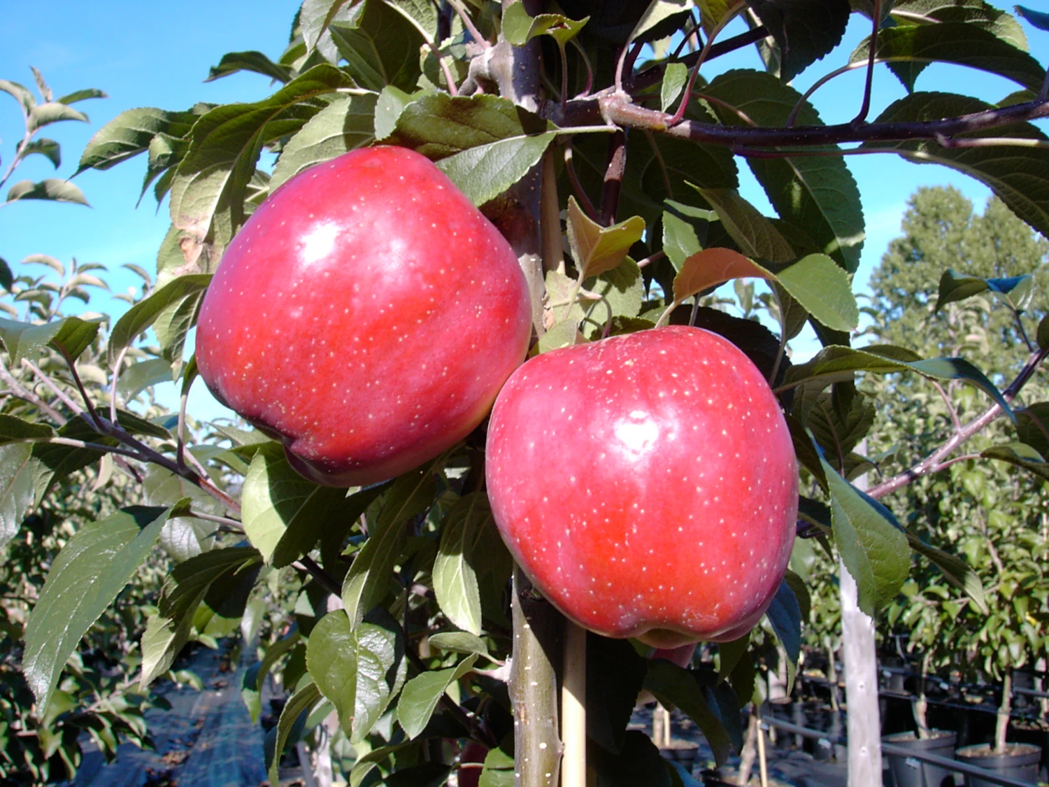 Gloster Malus Domestica â Bild 2