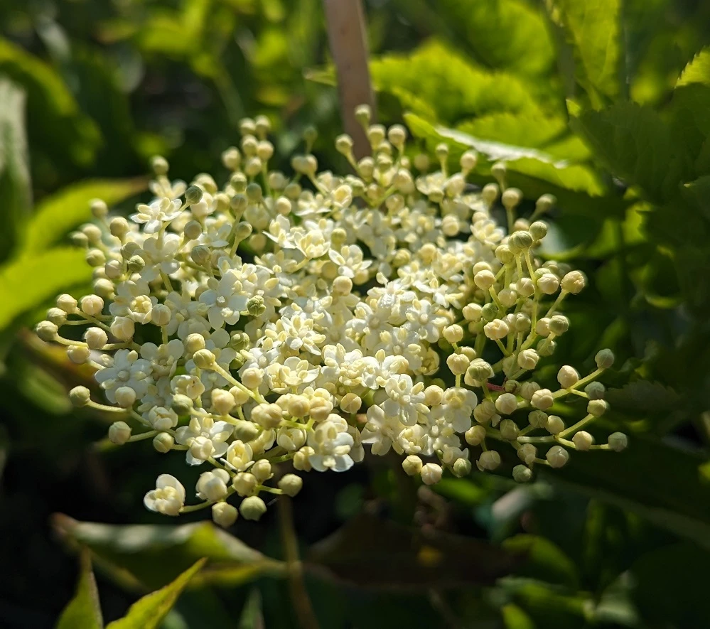 Holunder `Haidegg 17´ Sambucus Nigra `Haidegg17´ – Bild 3