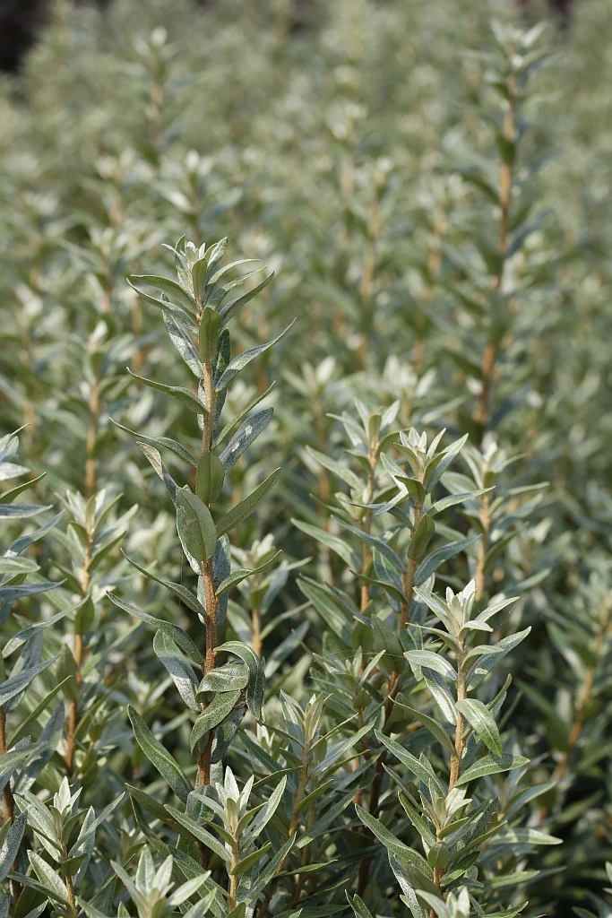 Sanddorn Pollmix Hippophae Rhamnoides `Pollmix´