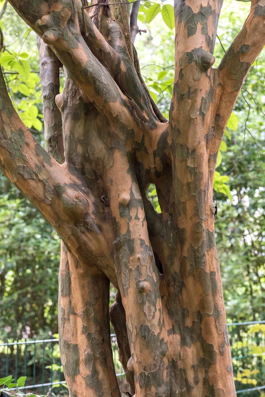 Chinesische Quitte / Holzquitte Pseudocydonia Sinensis â Bild 2