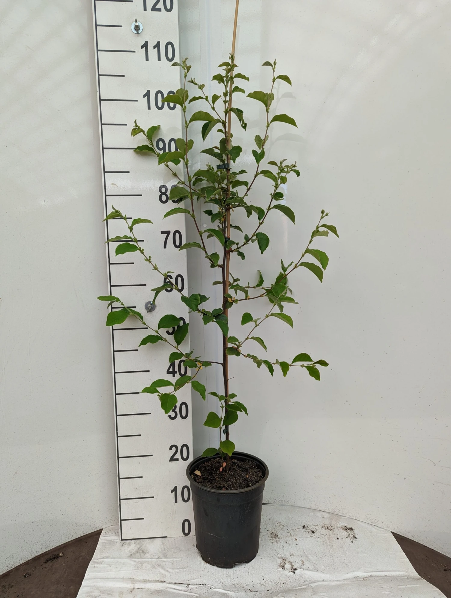 Chinesische Quitte / Holzquitte Pseudocydonia Sinensis â Bild 6