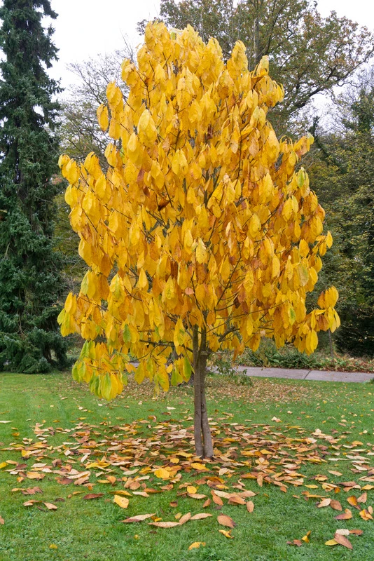 Veredelte Indianerbanane `NC1´ Asimina Triloba `NC1´ – Bild 3