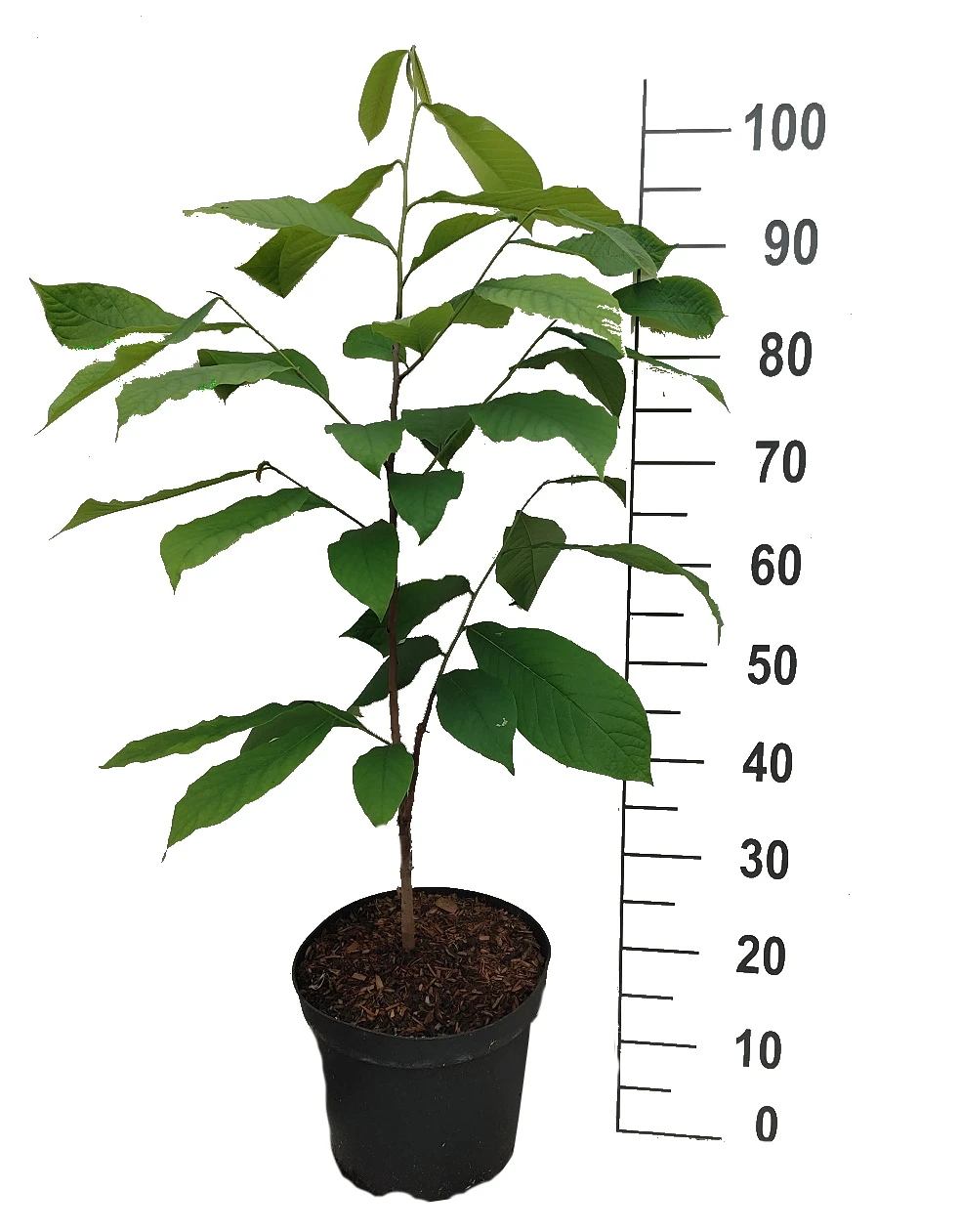 Veredelte Indianerbanane `Mango´ Asimina Triloba `Mango´ – Bild 2