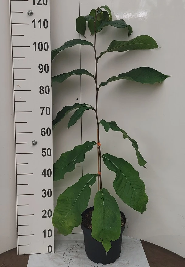 Veredelte Indianerbanane `NC1´ Asimina Triloba `NC1´ – Bild 4