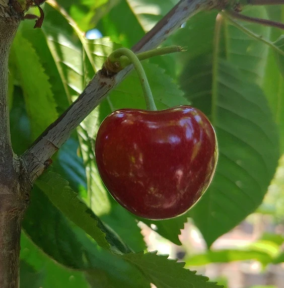 Säulenkirsche `Sylvia´ (zweijährig) 160-180cm Prunus Avium `Sylvia´