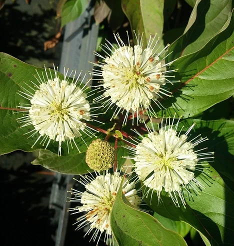 Knopfbusch Cephalanthus Occidentalis – Bild 3