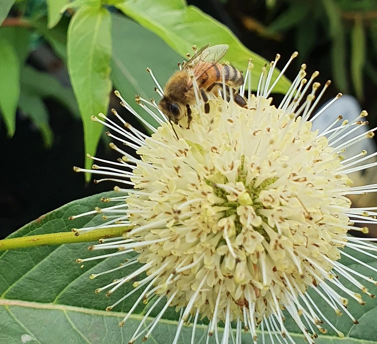 Knopfbusch Cephalanthus Occidentalis – Bild 2