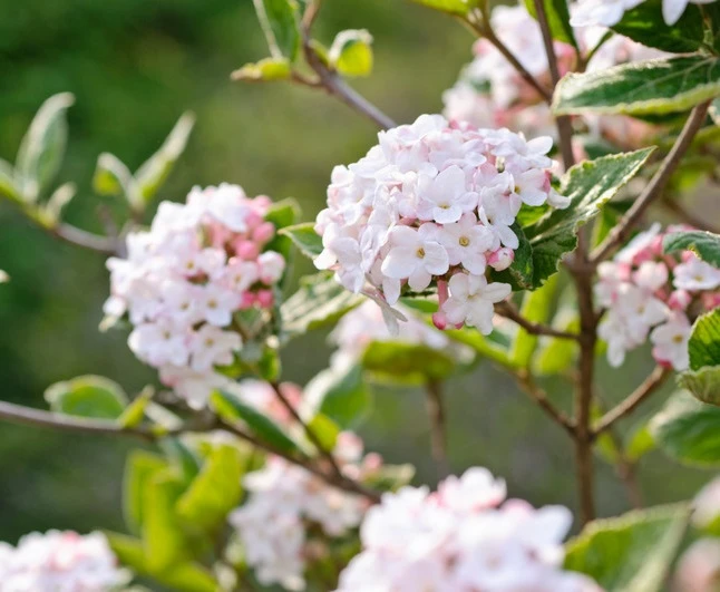 Koreanischer Duft-Schneeball Viburnum Carlesii