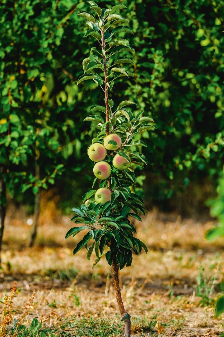Säulenapfel `Lopini´® Malus Domestica `Lopini´® – Bild 2