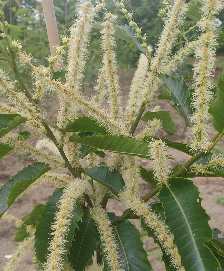 Esskastanie `Maraval´ Castanea Sativa `Maraval´ – Bild 2