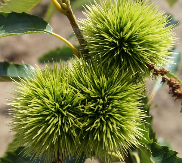 Esskastanie `Maraval´ Castanea Sativa `Maraval´ – Bild 3