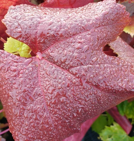 Blauer Muskateller Vitis `Blauer Muskateller´ – Bild 4