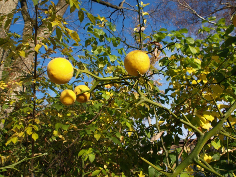 Dreiblättrige Orange Poncirus Trifoliata – Bild 5