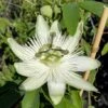 Passionsblume `Snow Queen´ Passiflora `Snow Queen´