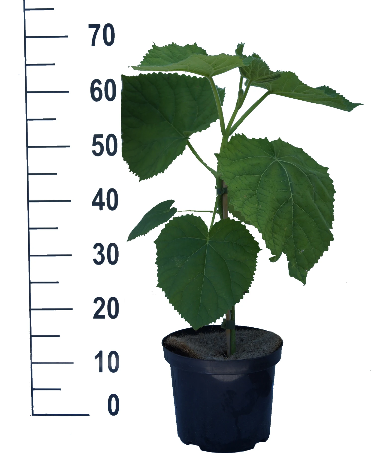 Blauglockenbaum / Kiri-Baum Paulownia Tomentosa – Bild 2