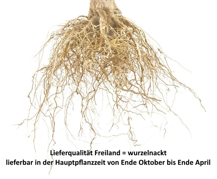 Pflausich Prunus Domestica `Pflausich´ – Bild 6