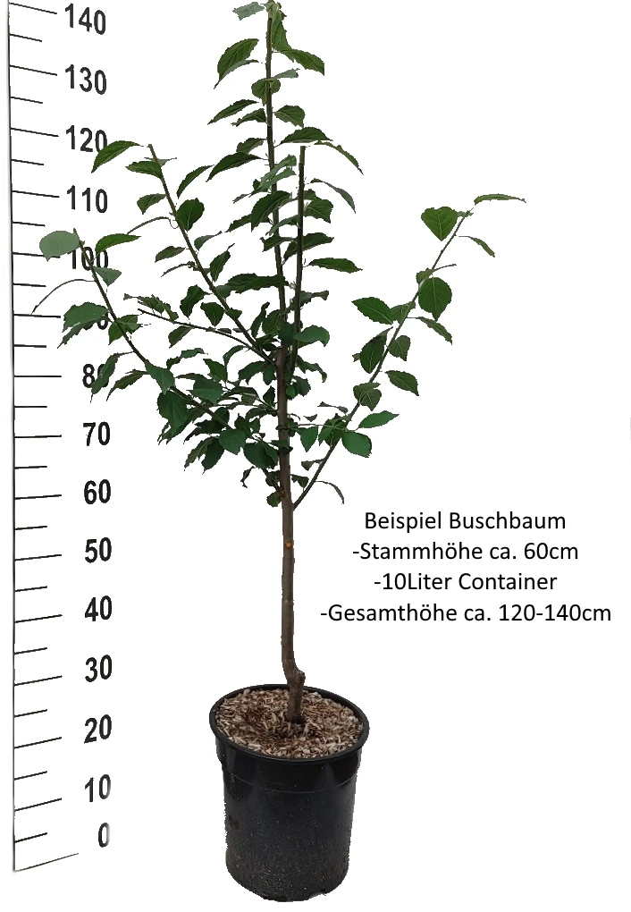 Pflausich Prunus Domestica `Pflausich´ – Bild 5