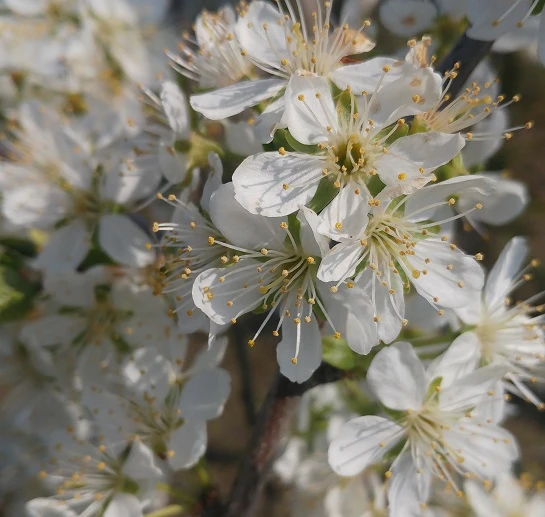 Pflausich Prunus Domestica `Pflausich´ – Bild 3