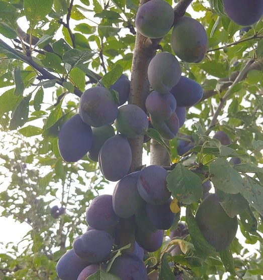 Pflausich Prunus Domestica `Pflausich´ – Bild 2