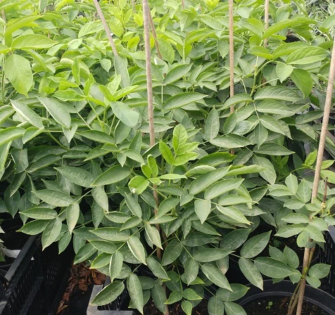 Rispen-Pimpernuss Staphylea Pinnata – Bild 2