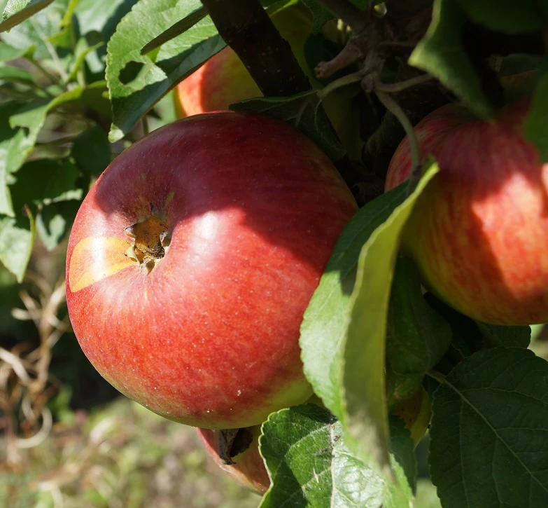 Prinz Albrecht Von Preußen Malus Domestica