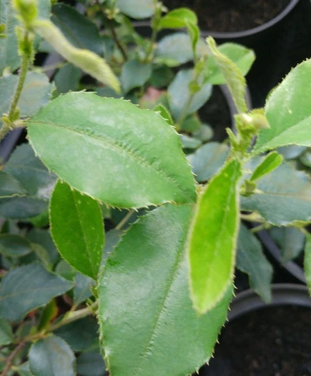 Chinesische Quitte / Holzquitte Pseudocydonia Sinensis â Bild 4