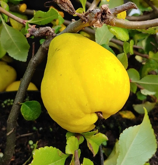 Chinesische Quitte / Holzquitte Pseudocydonia Sinensis â Bild 3