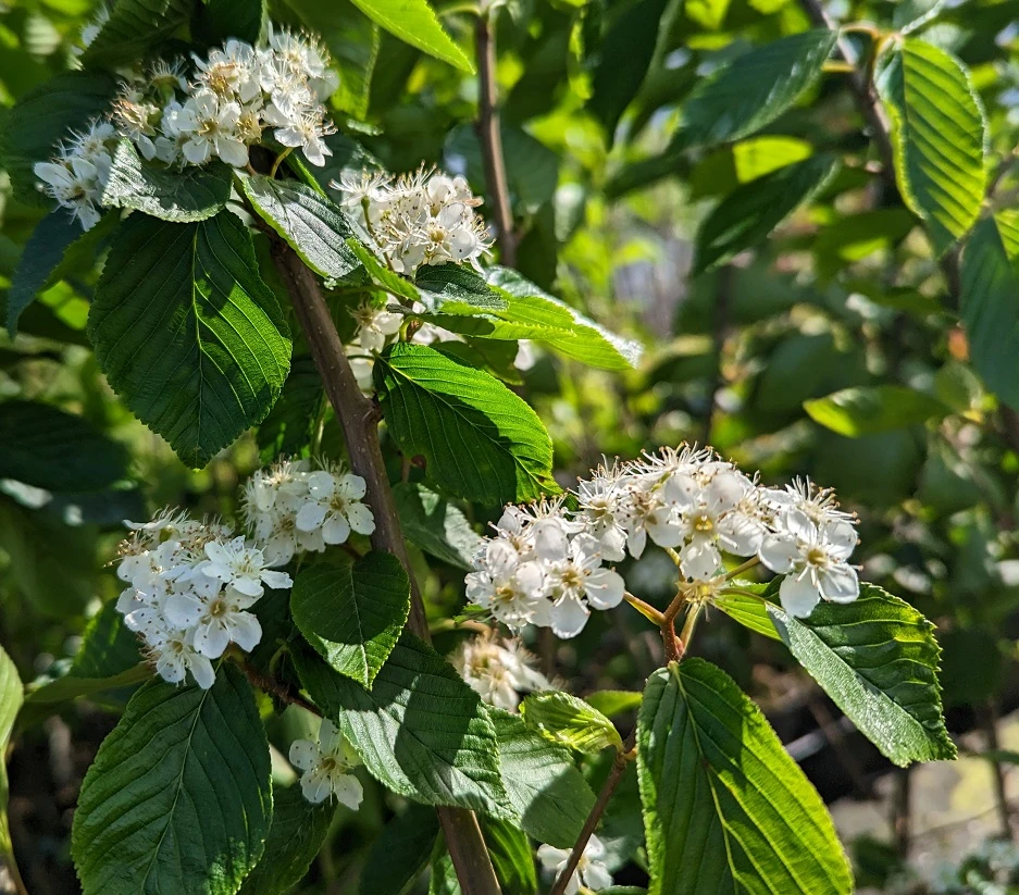 Erlenblättrige Eberesche `Red Bird´ Sorbus Alnifolia `Red Bird´ – Bild 4