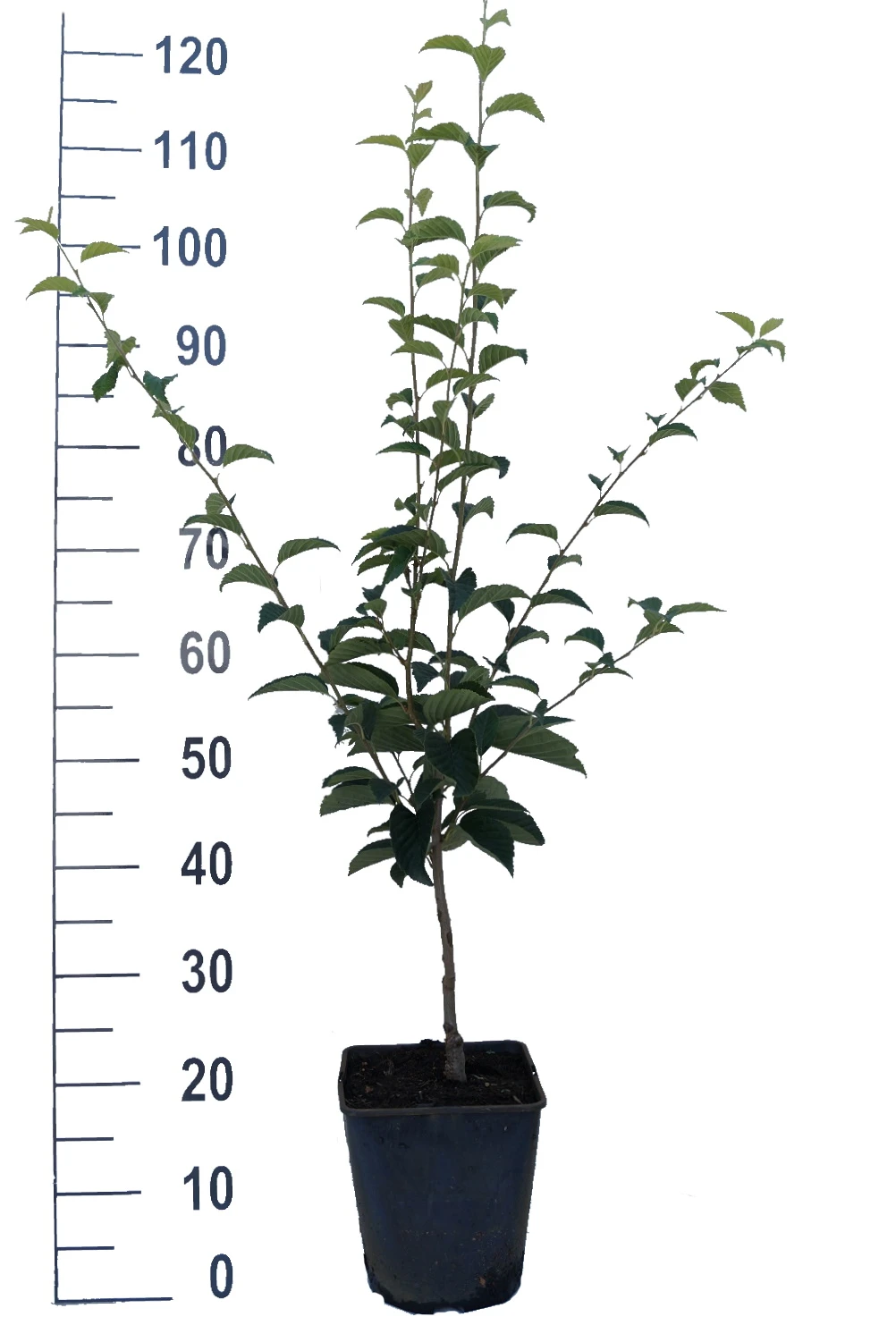 Erlenblättrige Eberesche `Red Bird´ Sorbus Alnifolia `Red Bird´ – Bild 2