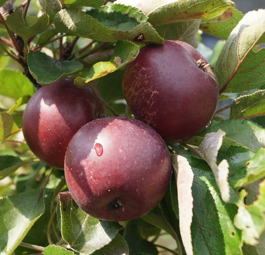 Baya® Marisa - Rotfleischig Malus Domestica – Bild 2