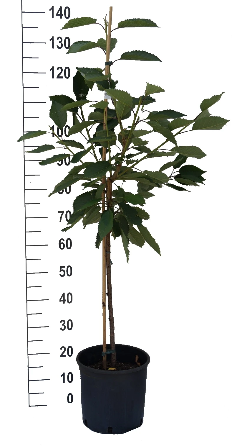 Sunburst-selbstfruchtbar Prunus Avium `Sunburst´ – Bild 4