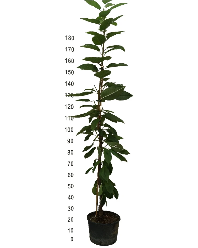 Säulenkirsche `Helene ®´ (zweijährig) 160-180cm Prunus Avium `Helene´ – Bild 2