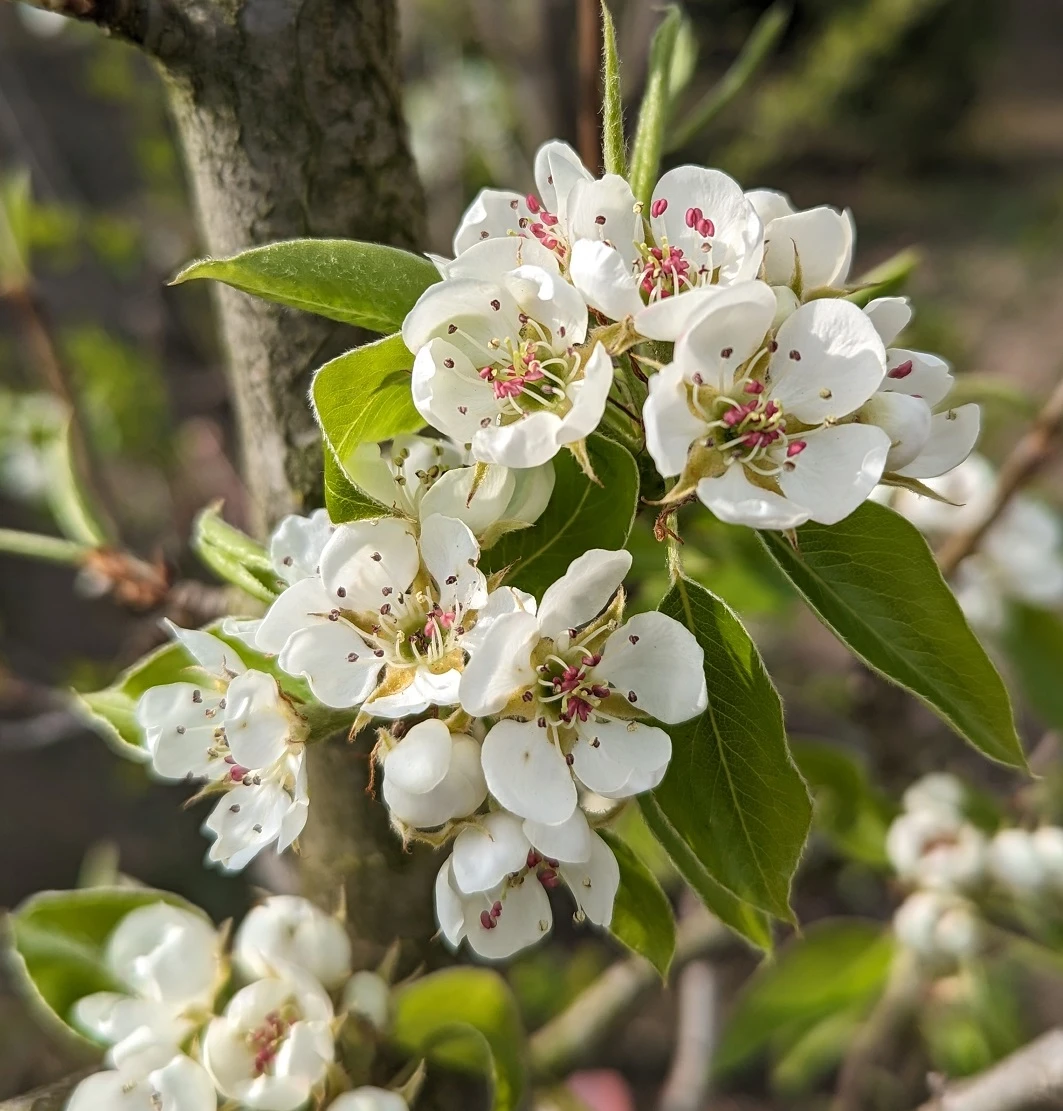 Säulenbirne `Saphira´ 150-175cm (zweijährig) Pyrus Communis `Saphira´ – Bild 2